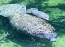 manatee_copy.jpg.webp