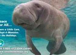 manatee_thumbnail.jpg.webp