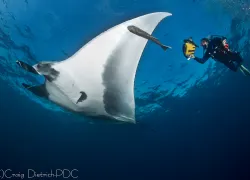 manta-_craig-dietrich.gif.webp
