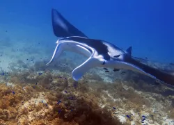 manta-ray-coral-bay.gif.webp