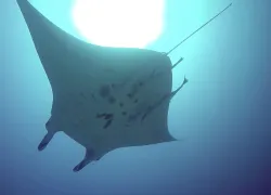 Manta Ray Japan 