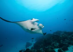 manta-ray_.jpg.webp