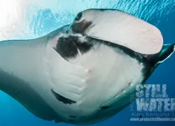 manta_closeup-aleks-bartnicka.jpg.webp
