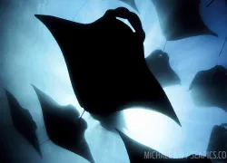 mantas_underwater_maldives.jpg.webp
