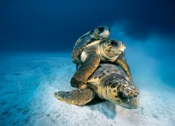 mating-gallery_turtles_david-doubilet.gif.webp