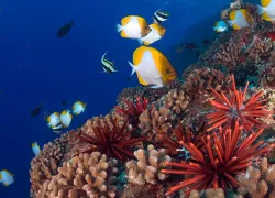 maui-_pyramid-butterflyfish-and-slate-pencil-urchins_fleetham.jpg.webp