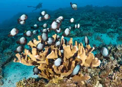 maui-getaways-maui_dive_shop.jpg.webp
