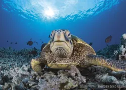 maui-hawaii-scuba-diving-turtle.jpg.webp