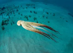 maui-octo-fleetham_.jpg.webp