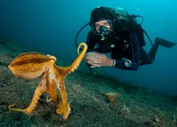 mwa-sport-diver---scubazoo-images-.jpg.webp