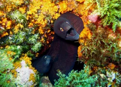 nautigraciosa - baixa ferreiro   .jpg.webp