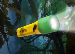 nemo_pl_underwatersd.jpg.webp