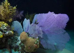 night_diving.jpg.webp