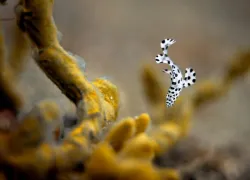 nikon mm macro - christian loader-scubazoo-_.jpg.webp