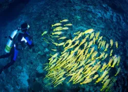 nitrox-scuba-diving.jpg.webp