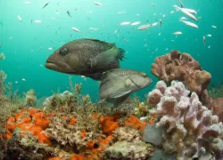 noaa.jpg.webp