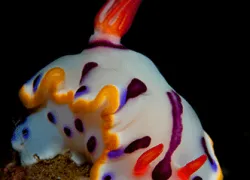 nudis--hypseledoris-sp..gif.webp