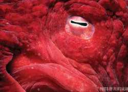 octopus-facts-flirt.jpg.webp