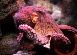 octopuscolor_shutterstock_.jpg.webp