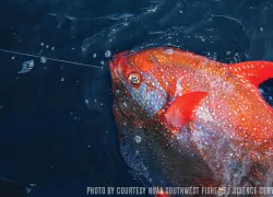 opah-hawaiian-moonfish-warmblooded.jpg.webp