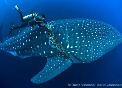 pa_whaleshark_valencia.jpg.webp