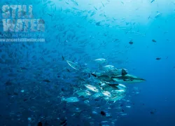 palau-_reef-shark_bartnicka.jpg.webp
