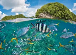 palau_ethandaniels.jpg.webp