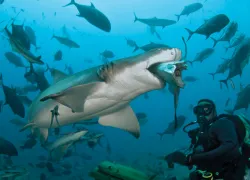 perfect---fiji.jpg.webp
