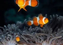 phi-phi-_anemonefish_judyg.gif.webp