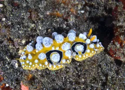 phyllidia ocellata.jpg.webp