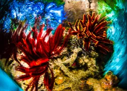 picture-perfect_spinning_crinoids_todd-winner.gif.webp