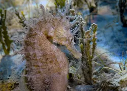 plunkett-linedseahorse-seagrass-algae.jpg.webp