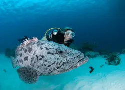 potatocod-australia_tys_x.jpg.webp