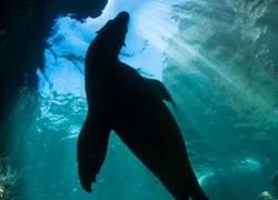 pp_sea-lion_new-thumb.jpg.webp