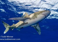 pp_winneroceanic_white_tip_shark.jpg.webp