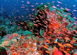 Dampier Strait, Raja Ampat