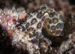 raja_ampat_arenui_blue_ring_octopus_teaserspd_journeys_jerry_arriaga_.jpg.webp