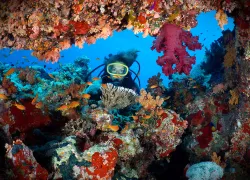 redsea_istock__full-opt.jpg.webp