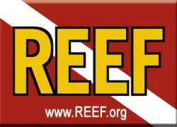 reef-logo.jpg.webp