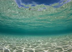 reefscapes_-_scubazoo_images-.jpg.webp