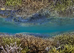 reefscapes_-_scubazoo_images-.jpg.webp