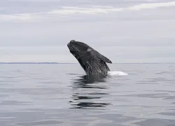 right whale