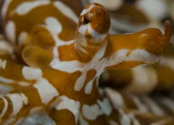 rosales__wonderpus-octopus.gif.webp