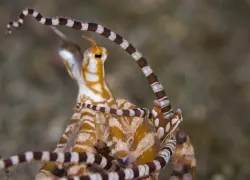 s mating.jpg.webp