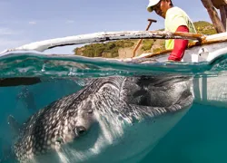 s whale shark t gets fed by fisherman  philippines C stephen wong copy.jpg.webp