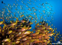 schooling-fish---scubazoo-images-.jpg.webp