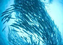 schooling-fish---scubazoo-images-.jpg.webp