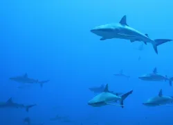 schooling sharks Fakarava scuba diving