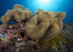 scuba diving Philippines