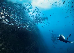 scuba-diving-atolls-seamounts-volcanoes-liz-harlin-spd-teaser.jpg.webp